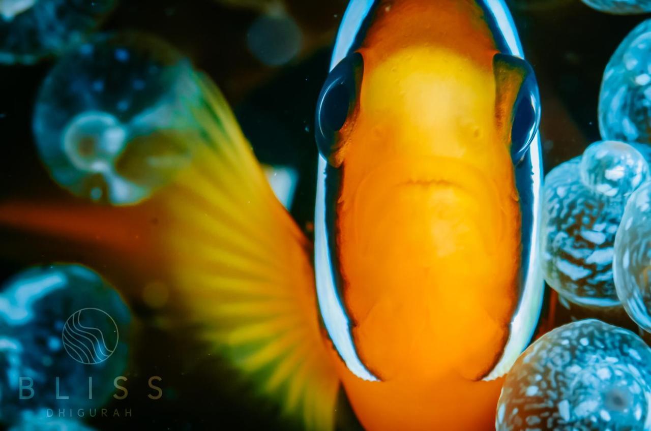 Hotel Bliss Dhigurah Dhigurah  Exteriér fotografie